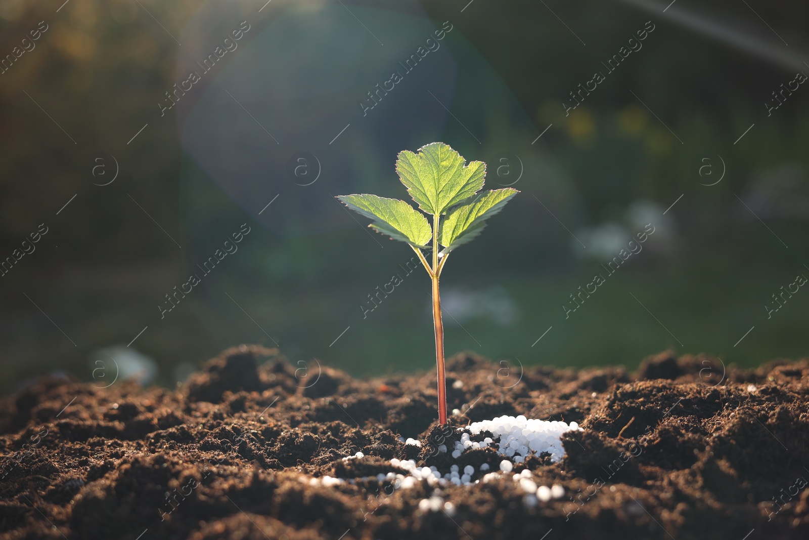 Photo of Young sprout growing in soil with granulated fertilizer outdoors