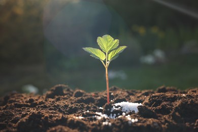 Photo of Young sprout growing in soil with granulated fertilizer outdoors