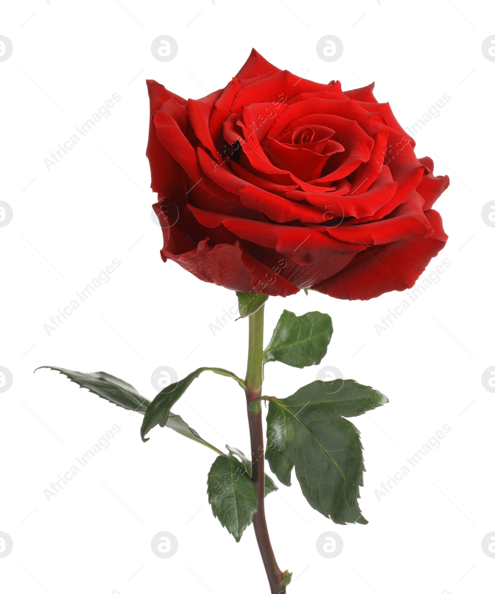 Photo of Beautiful fresh red rose isolated on white