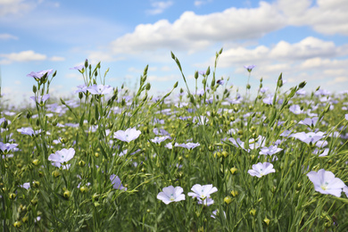 Photo of Beautiful view of blooming flax field on summer day