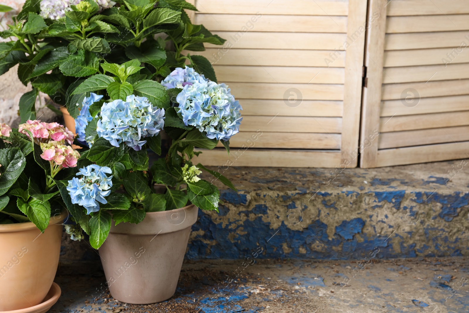 Photo of Beautiful blooming hortensia plants in pots outdoors. Space for text