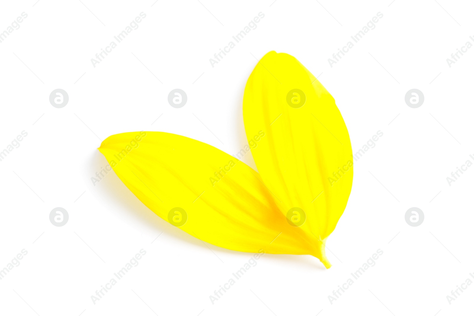 Photo of Fresh yellow sunflower petals isolated on white