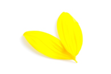 Photo of Fresh yellow sunflower petals isolated on white