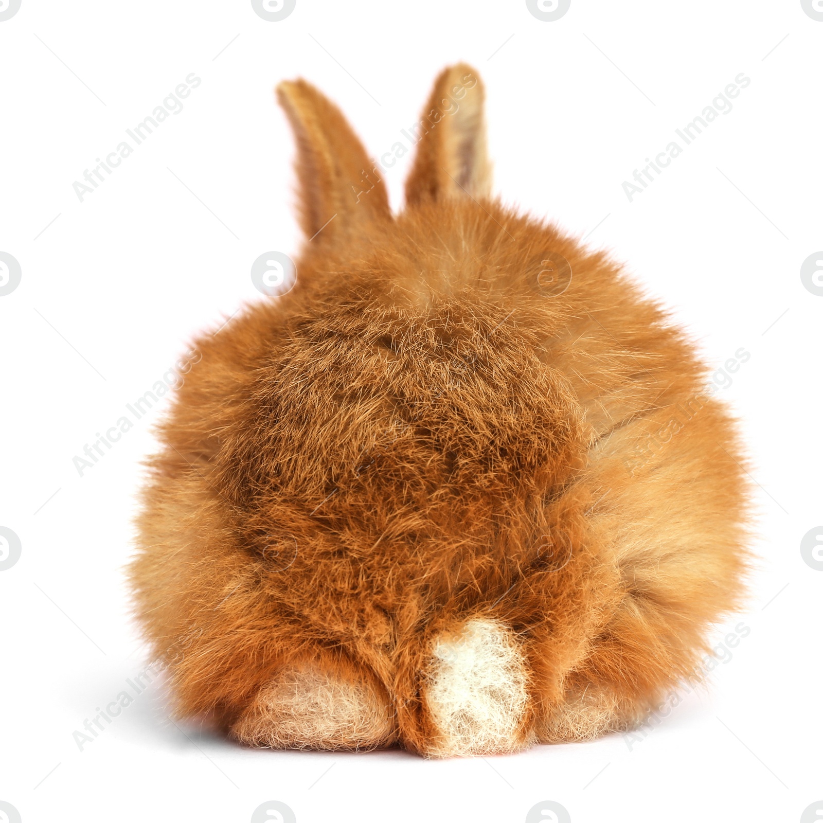 Image of Adorable fluffy Easter bunny on white background, back view