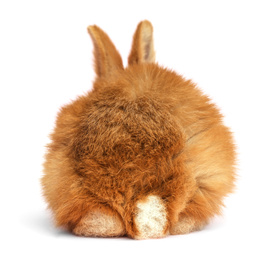 Image of Adorable fluffy Easter bunny on white background, back view