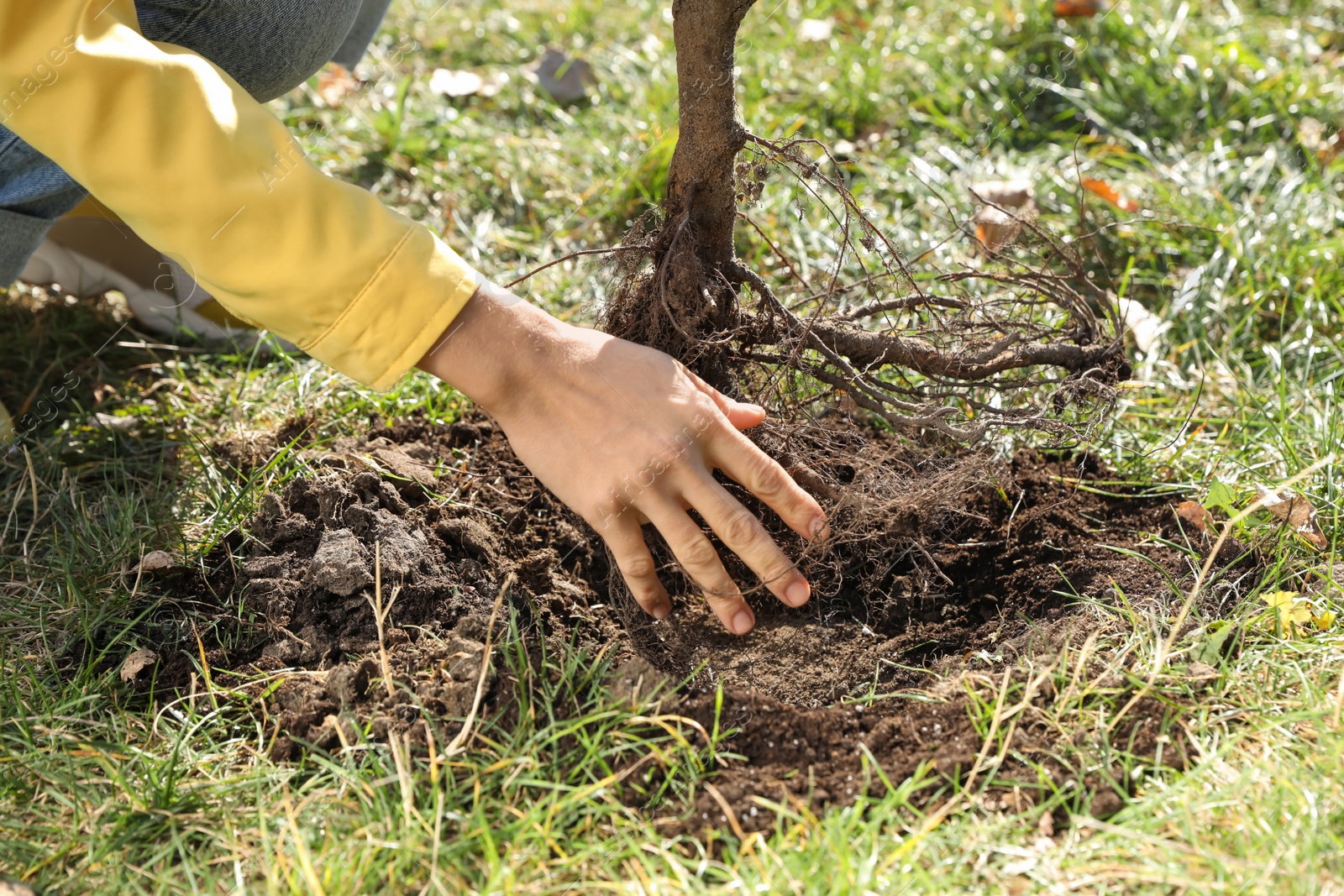 Photo of Woman planting young tree outdoors on sunny day, closeup