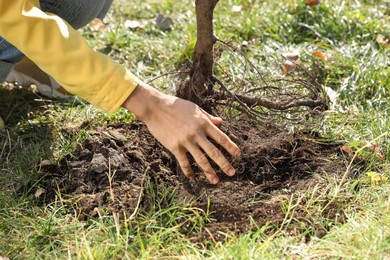 Photo of Woman planting young tree outdoors on sunny day, closeup