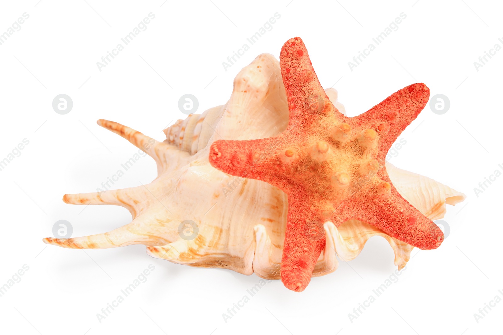 Photo of Beautiful sea star and seashell isolated on white