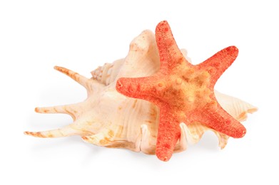 Beautiful sea star and seashell isolated on white