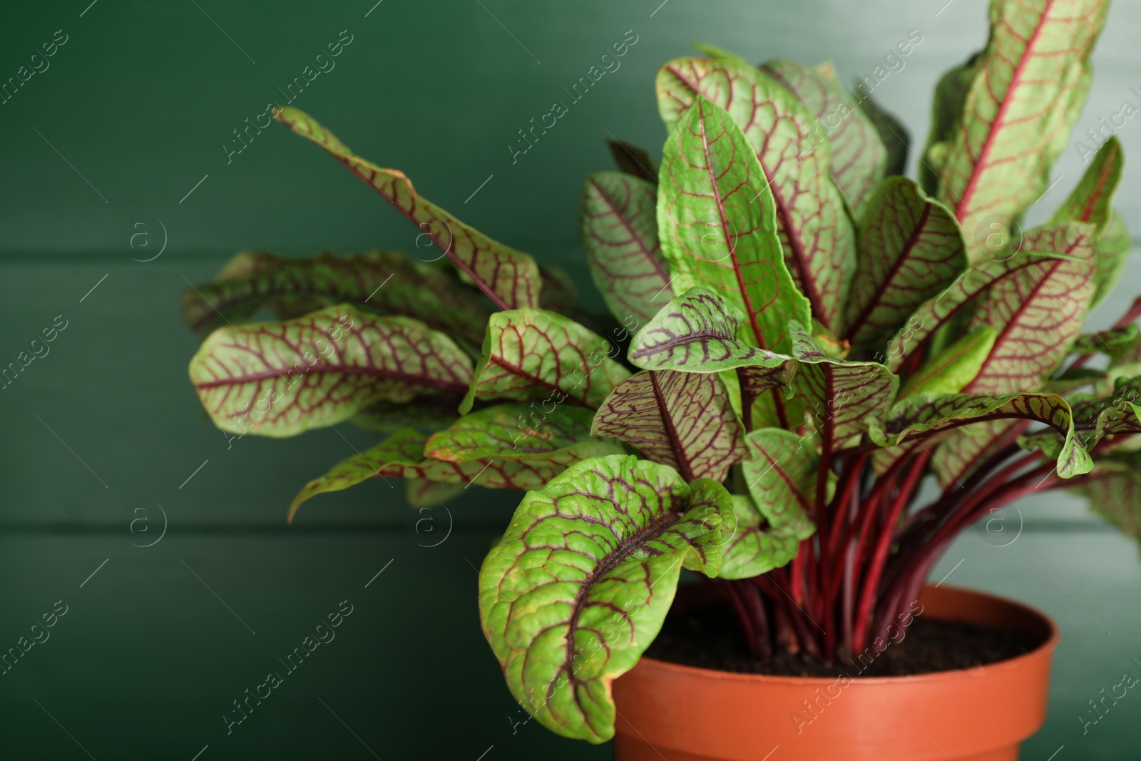 Photo of Sorrel plant in pot on green wooden background, closeup