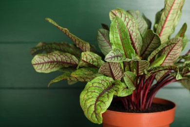 Photo of Sorrel plant in pot on green wooden background, closeup