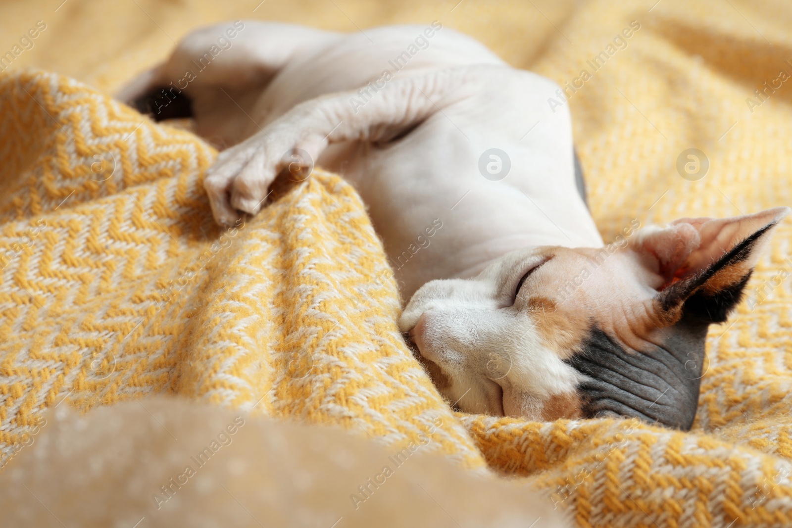 Photo of Beautiful sleepy Sphynx cat on soft yellow plaid, closeup