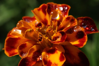 Beautiful marigold flower with water drops on blurred background, macro view