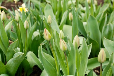 Photo of Beautiful unopened tulip buds growing in garden on spring day