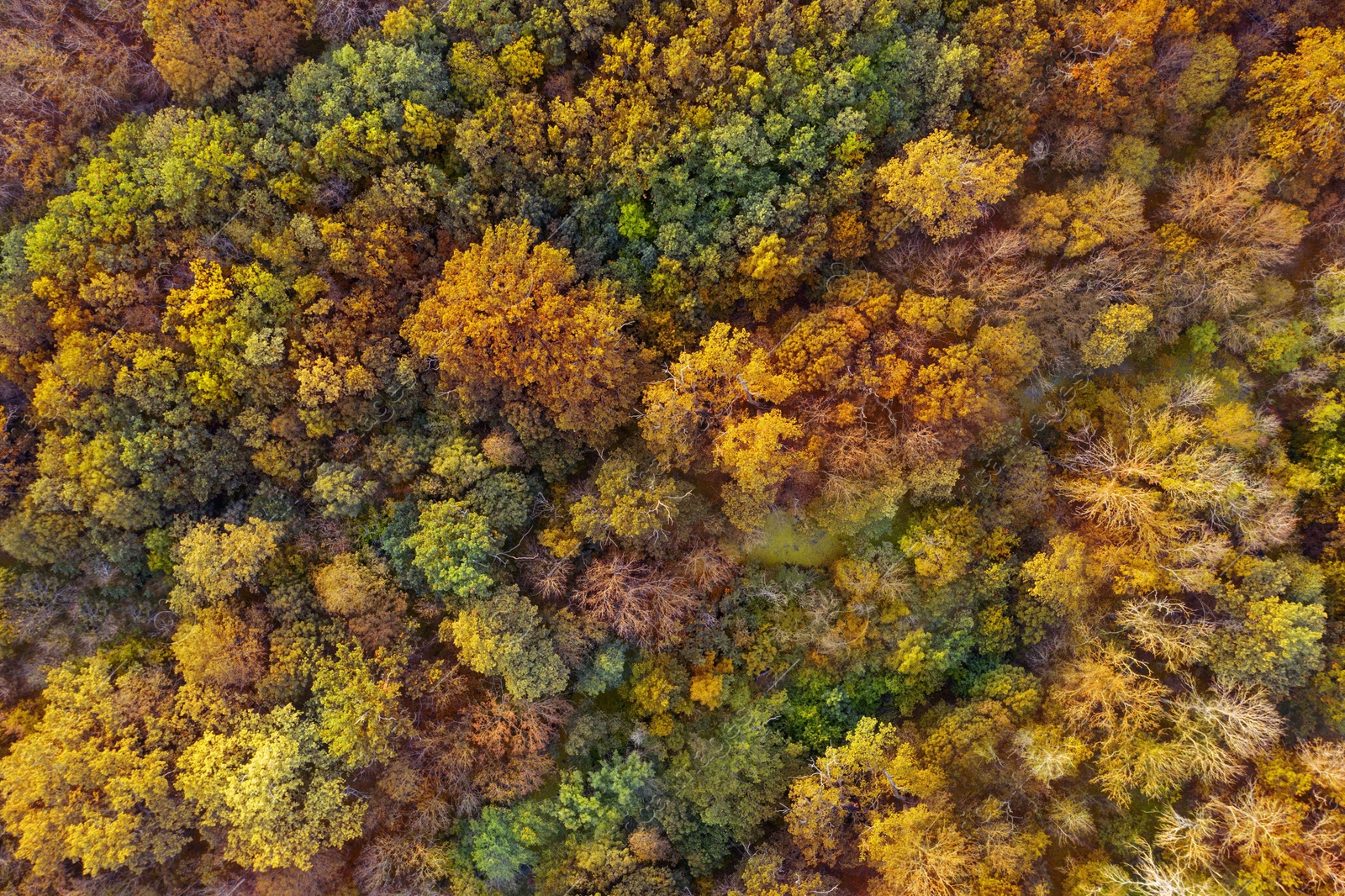 Image of Beautiful aerial view of forest in autumn