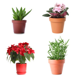 Set of different houseplants in flower pots on white background