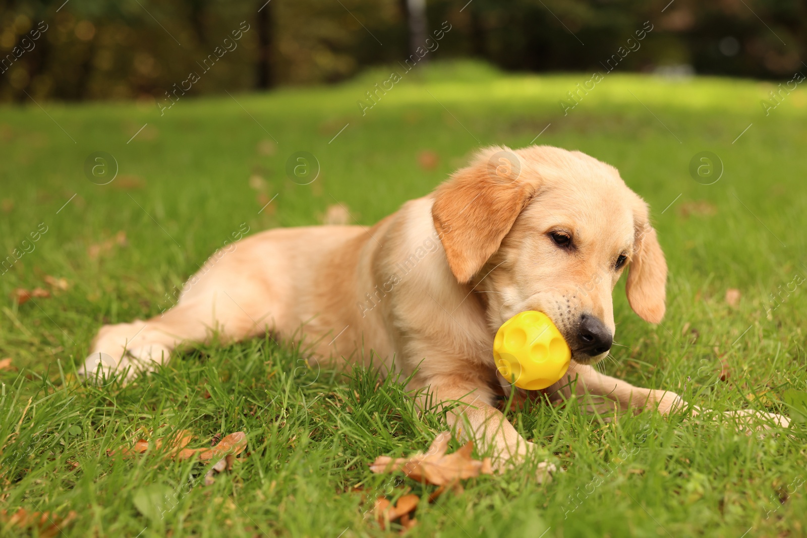 Photo of Cute Labrador Retriever puppy playing with ball on green grass in park