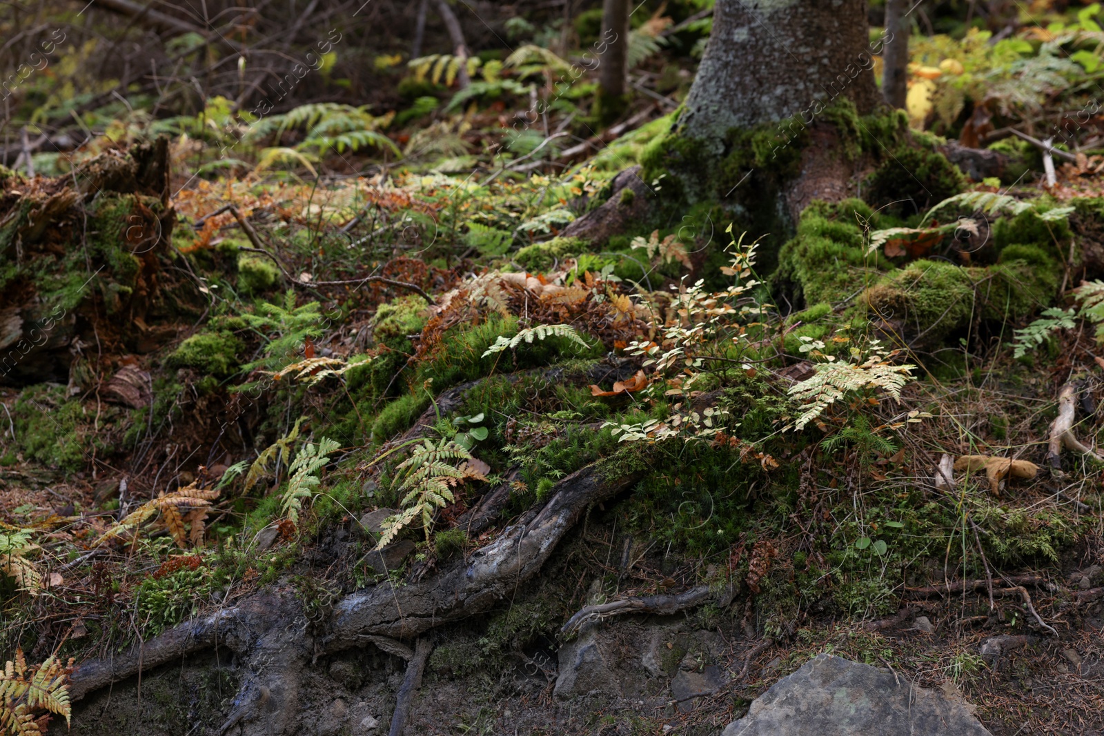 Photo of Ground with tree roots, moss and plants in forest