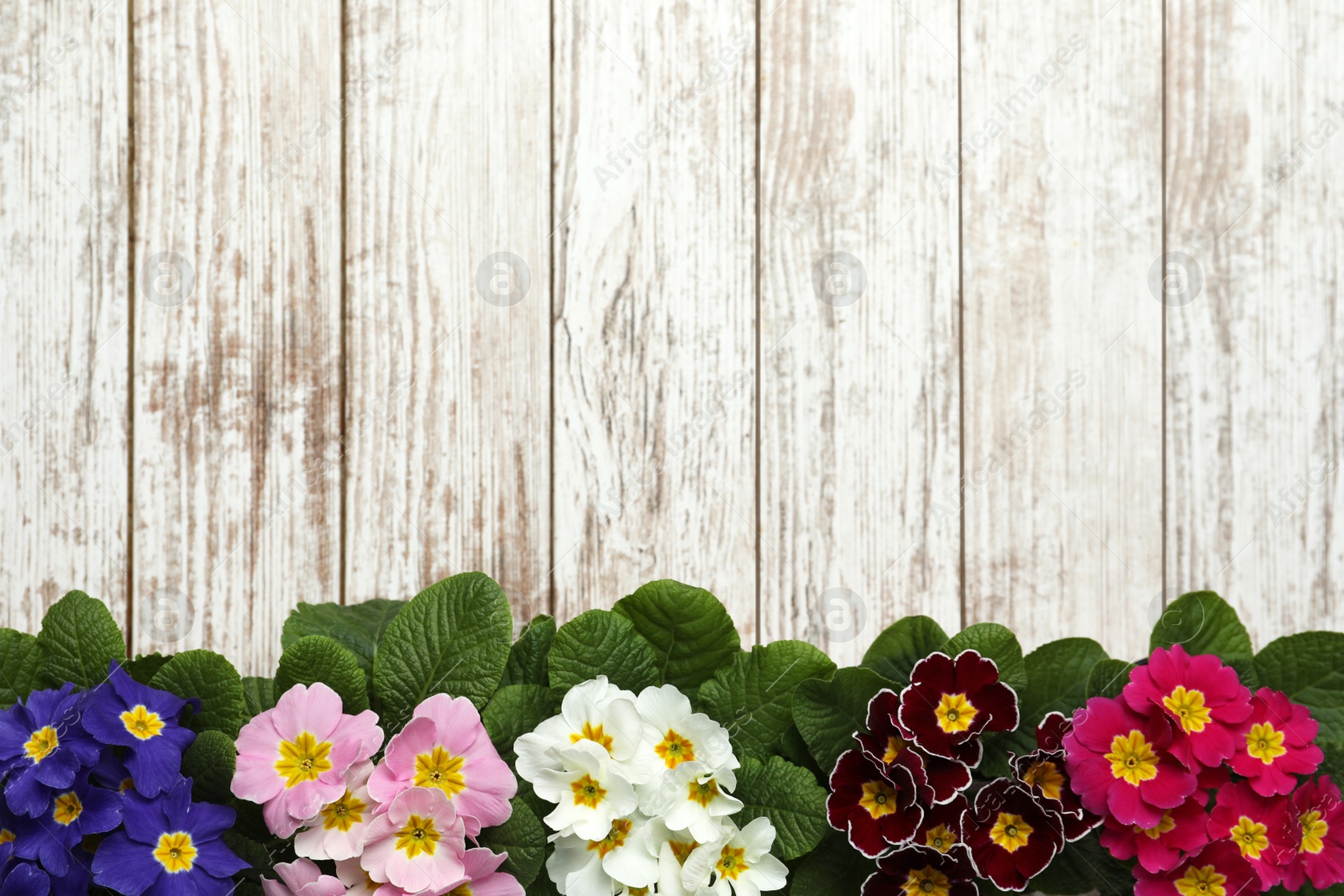 Photo of Primrose Primula Vulgaris flowers on white wooden background, flat lay with space for text. Spring season