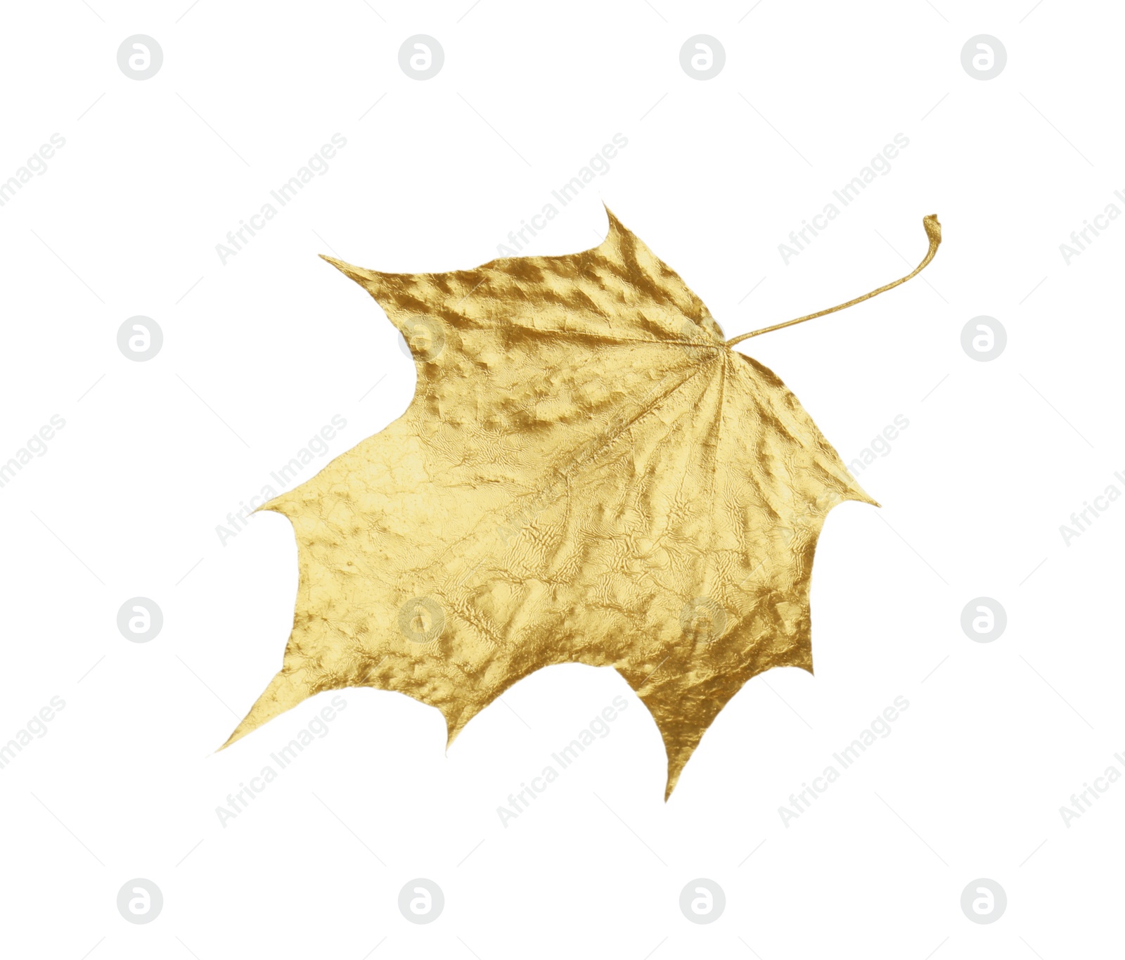 Photo of One golden maple leaf isolated on white. Autumn season