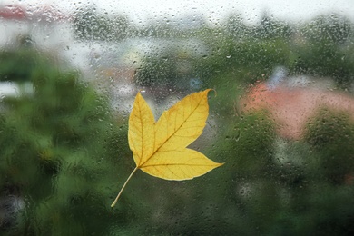 Photo of Autumn leaf stuck to window glass on rainy day