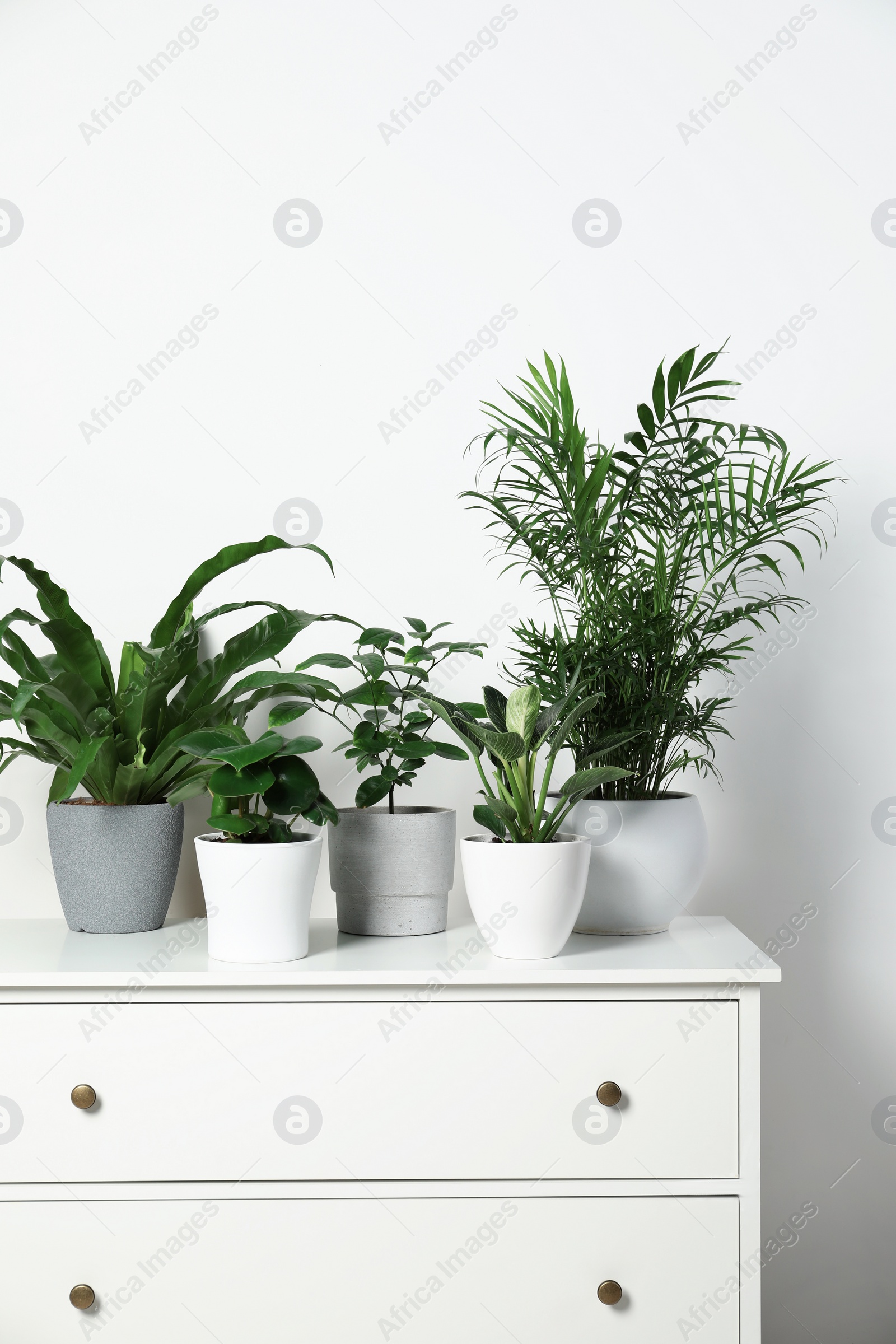 Photo of Many different houseplants in pots on chest of drawers near white wall