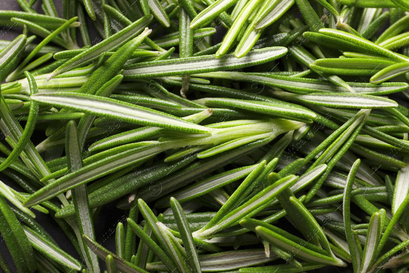 Photo of Fresh green rosemary leaves as background, closeup