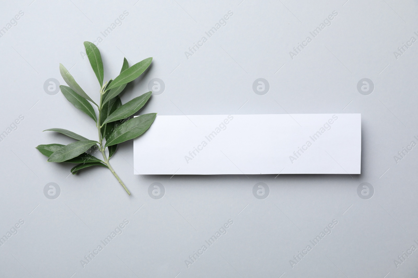 Photo of Flat lay composition of twig with fresh green olive leaves and blank card for text on light background