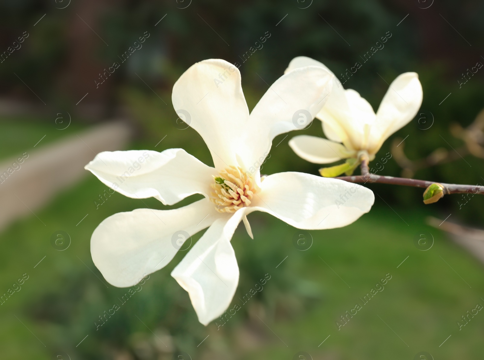 Photo of Magnolia tree branch with beautiful flowers outdoors, closeup. Awesome spring blossom