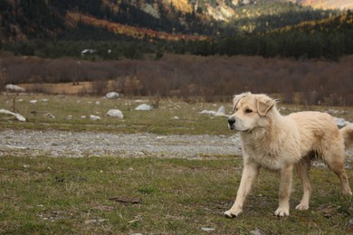 Photo of Cute dog walking in mountains on sunny day