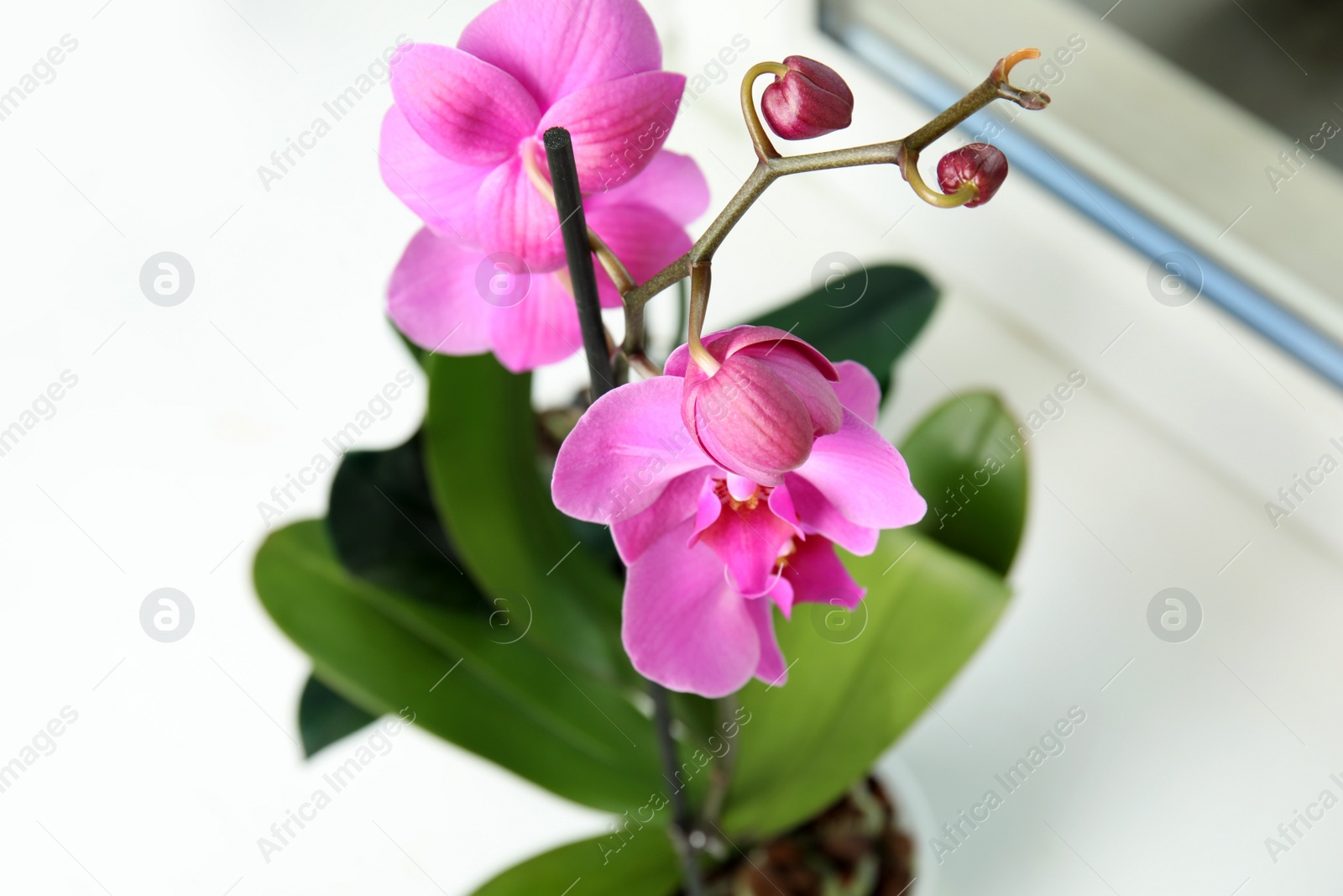 Photo of Beautiful tropical orchid flower on windowsill, closeup