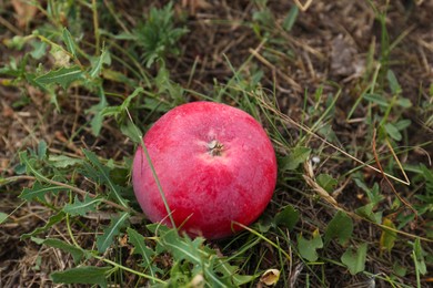 Photo of Red ripe apple on ground in garden, closeup