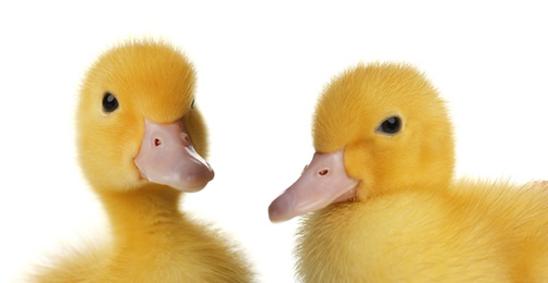 Two cute fluffy ducklings on white background. Farm animals