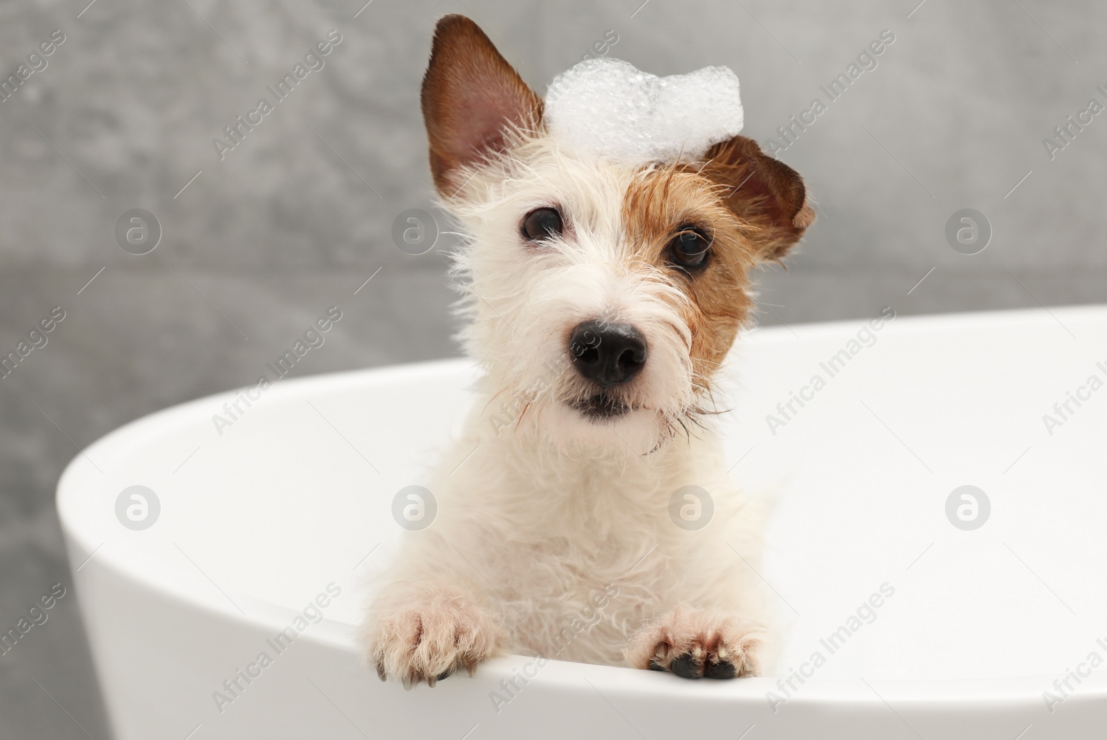 Photo of Portrait of cute dog with shampoo foam on head in bath tub indoors