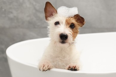 Portrait of cute dog with shampoo foam on head in bath tub indoors