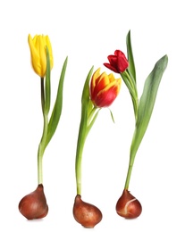 Image of Set of tulips with bulbs on white background