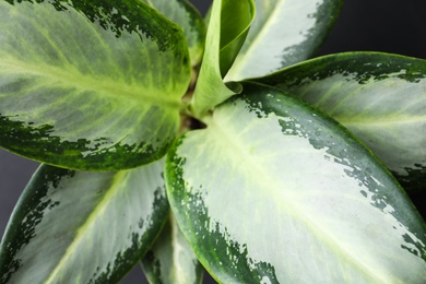 Aglaonema with beautiful leaves as background, closeup. Tropical plant