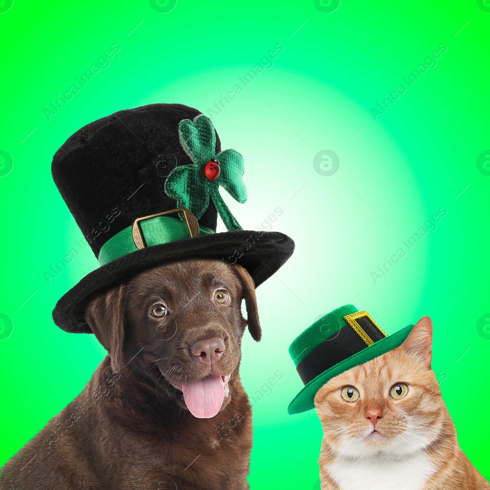 Image of St. Patrick's day celebration. Cute dog and cat in leprechaun hats on green background