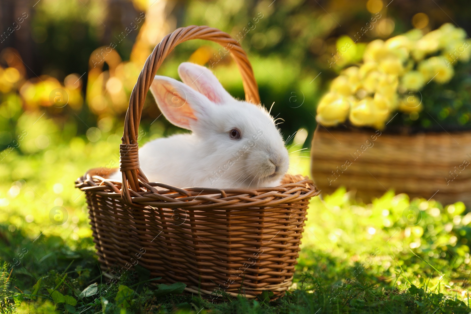 Photo of Cute white rabbit in wicker basket on grass outdoors