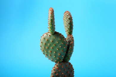 Beautiful Opuntia cactus on light blue background, closeup