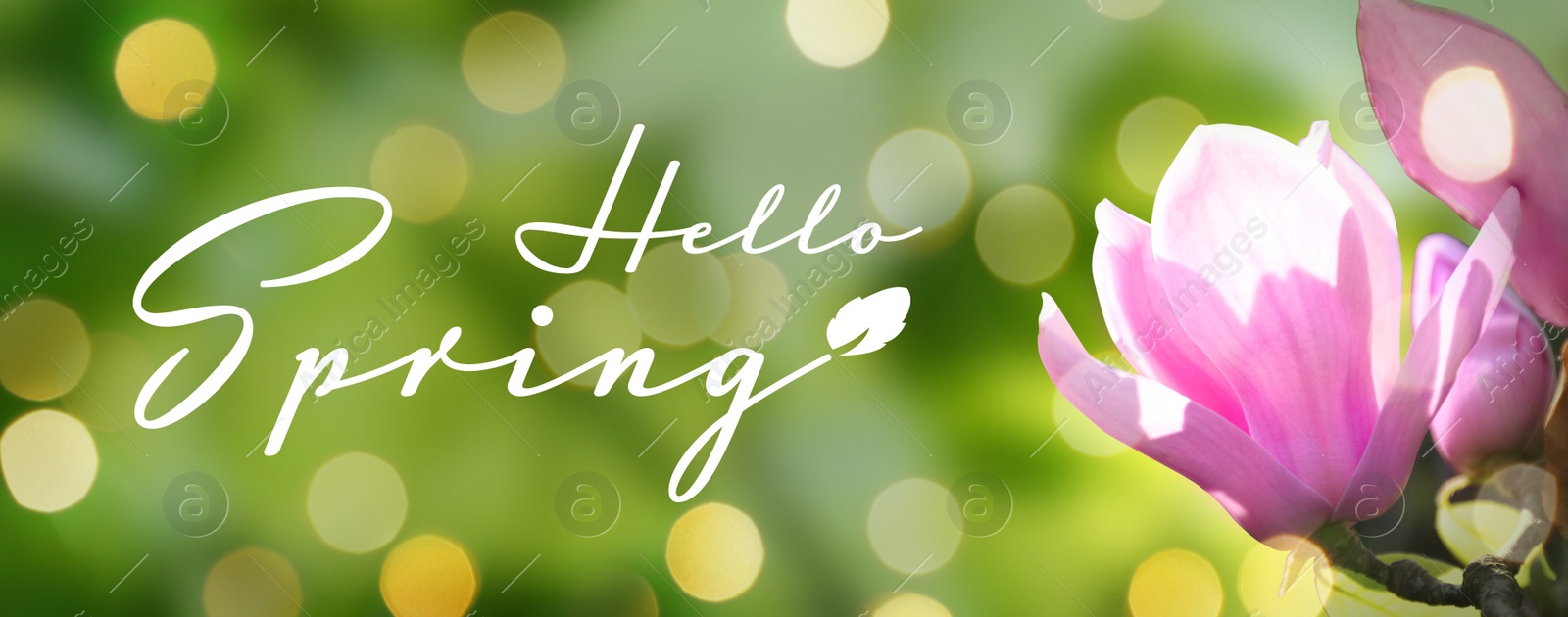 Image of Beautiful magnolia flower on green background. Hello spring