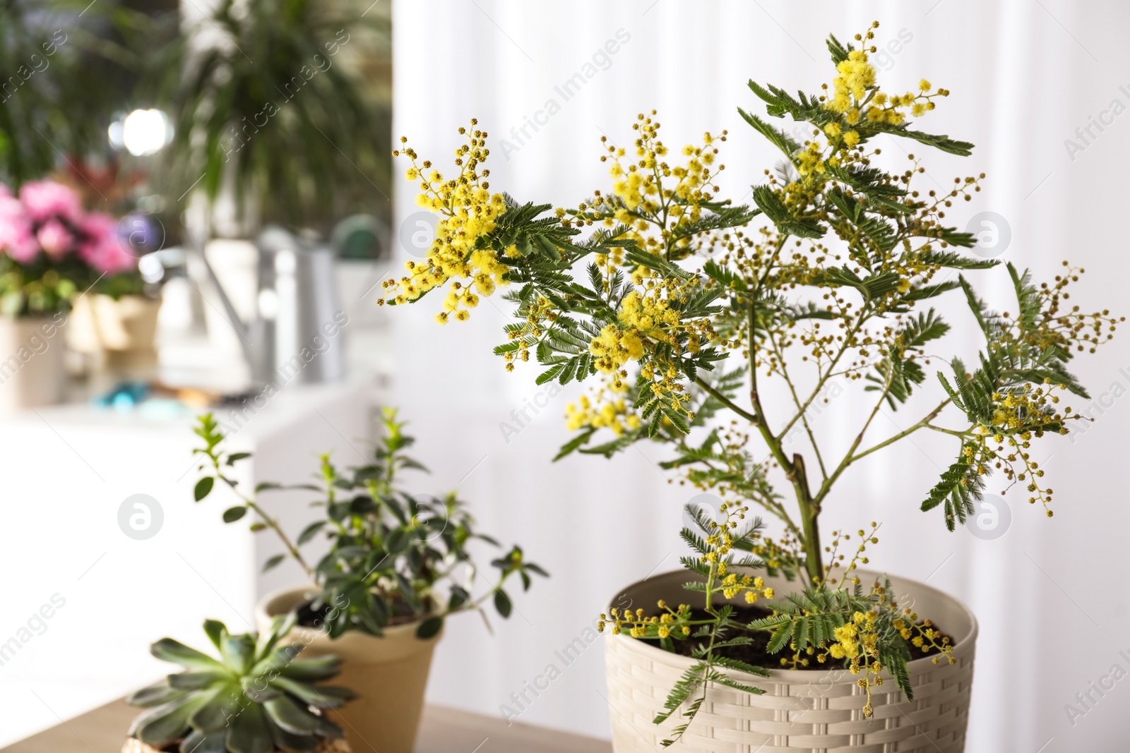 Photo of Beautiful potted mimosa and other houseplants in room, closeup. Space for text