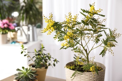 Beautiful potted mimosa and other houseplants in room, closeup. Space for text