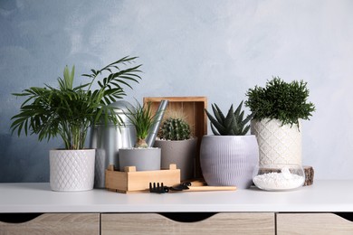 Photo of Different house plants in pots with gardening tools on white table