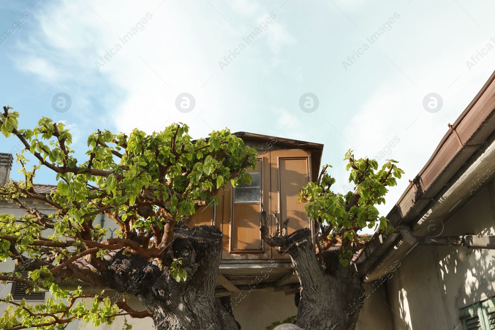 Photo of Kid's tree house on big trunk outdoors