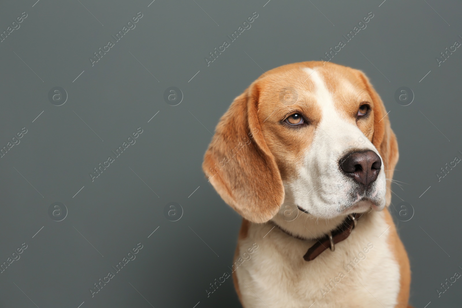 Photo of Cute Beagle dog on gray background