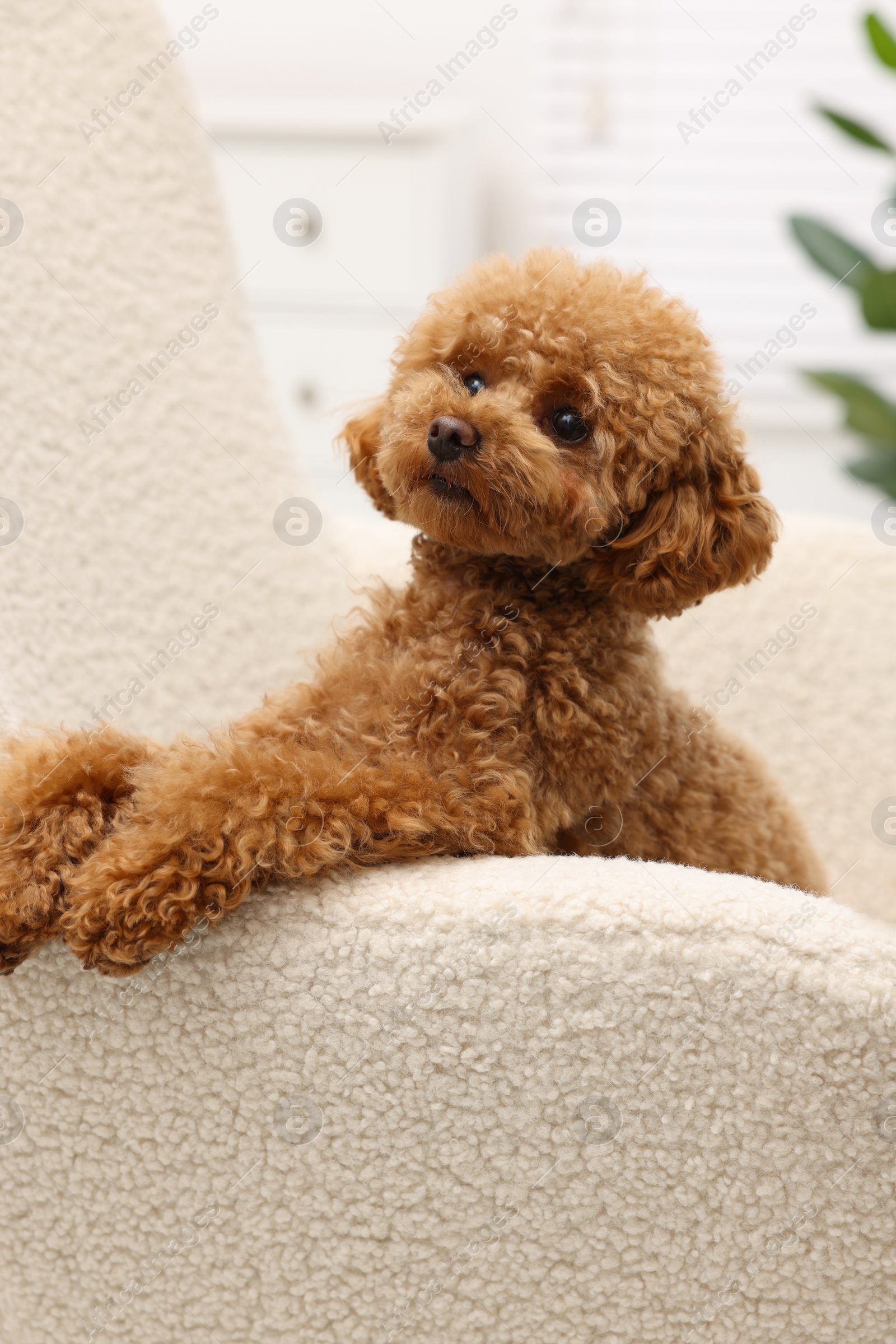 Photo of Cute Maltipoo dog resting on armchair at home. Lovely pet