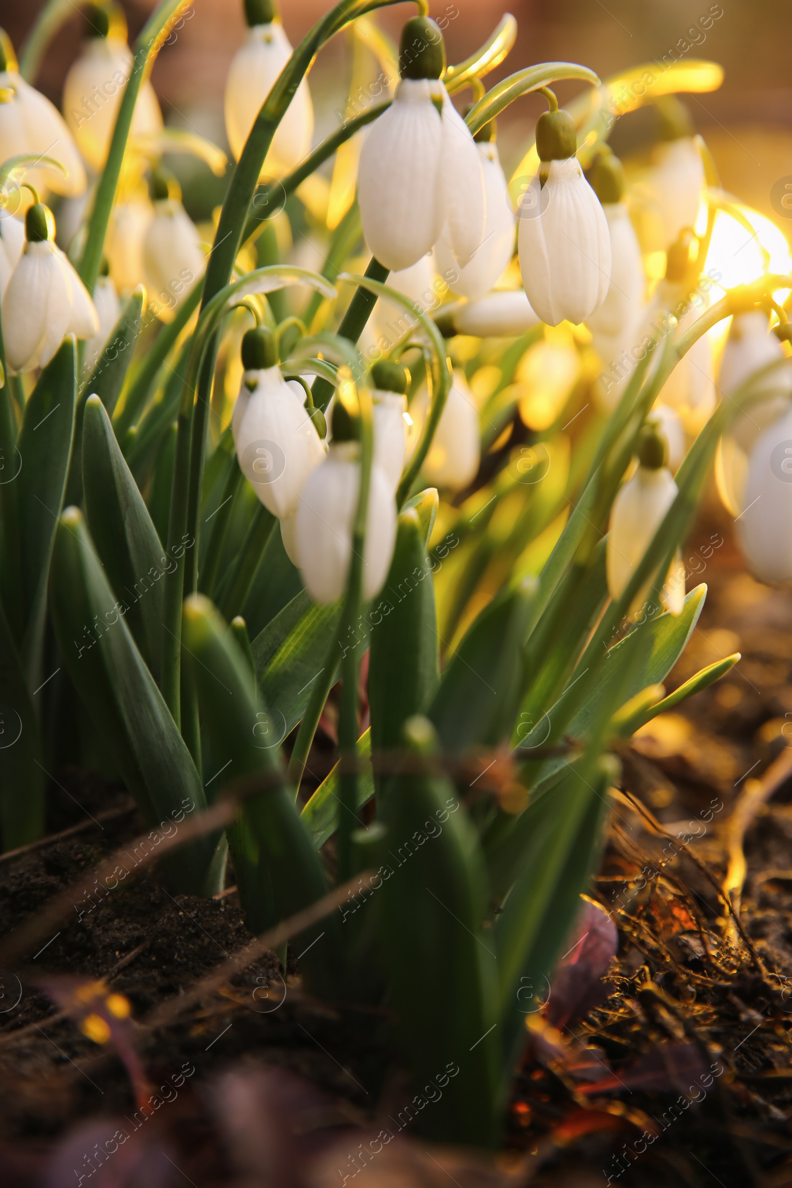 Photo of Fresh blooming snowdrops growing outdoors. Spring flowers