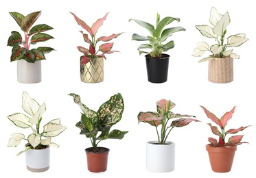 Image of Set of Aglaonema plants for house on white background
