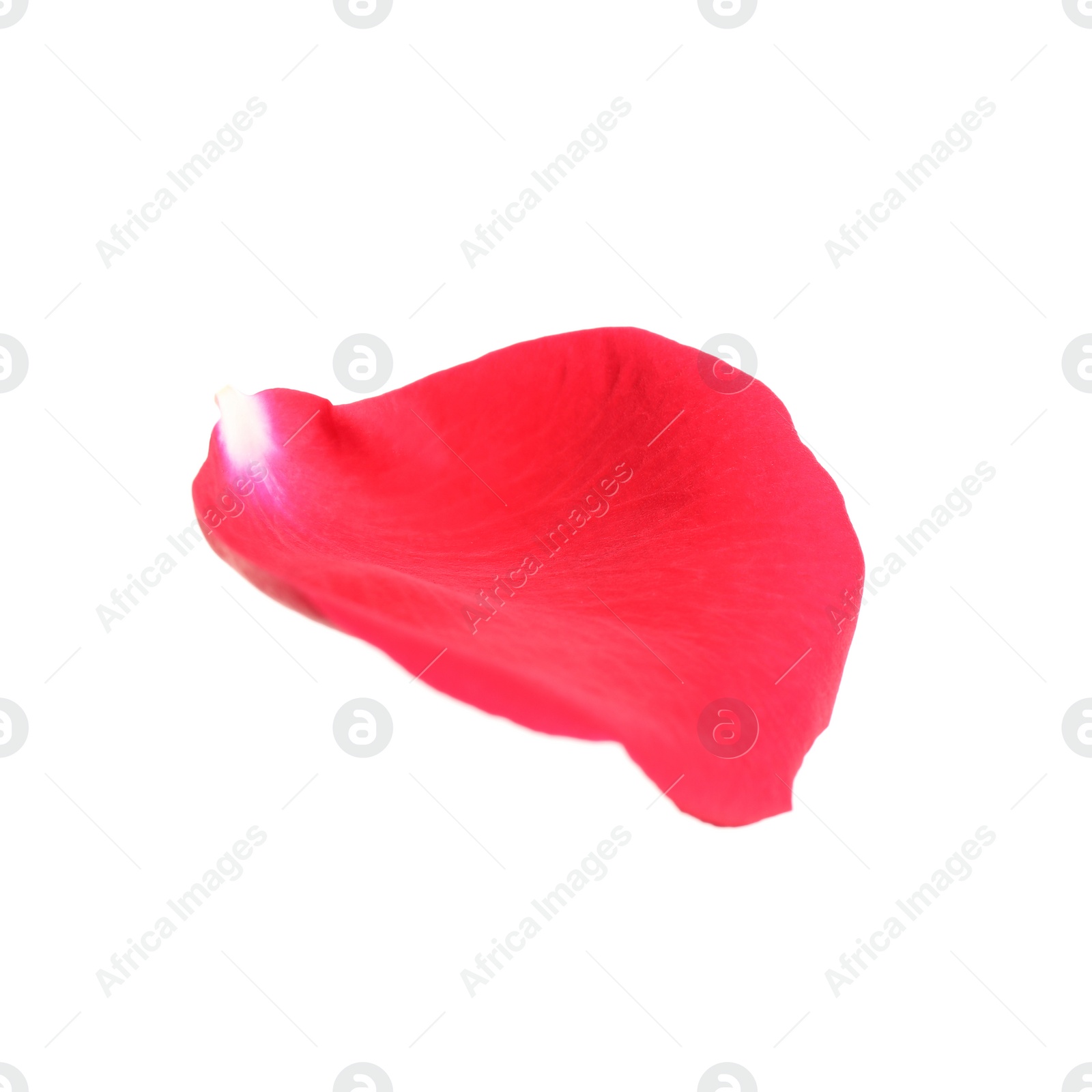 Photo of Fresh red rose petal isolated on white